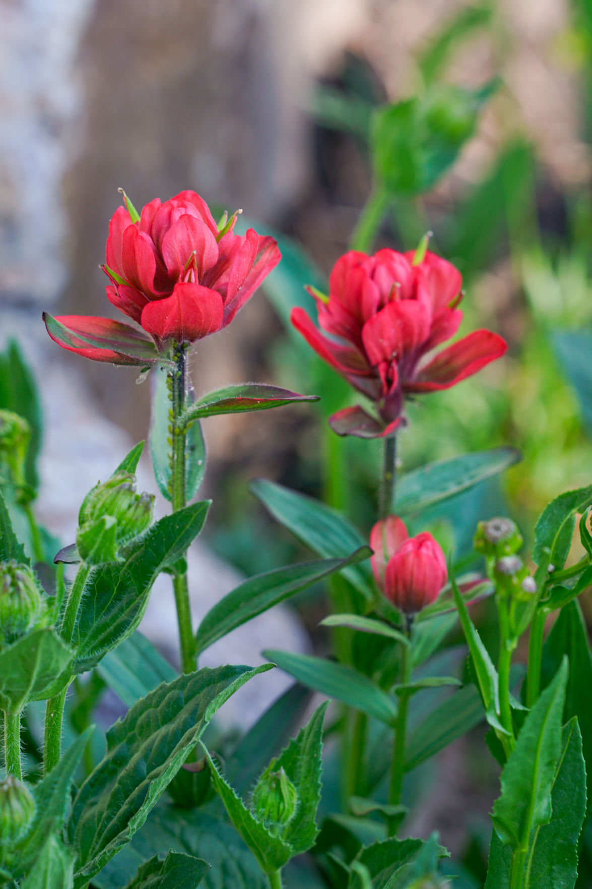 Scarlet Indian Paintbrush